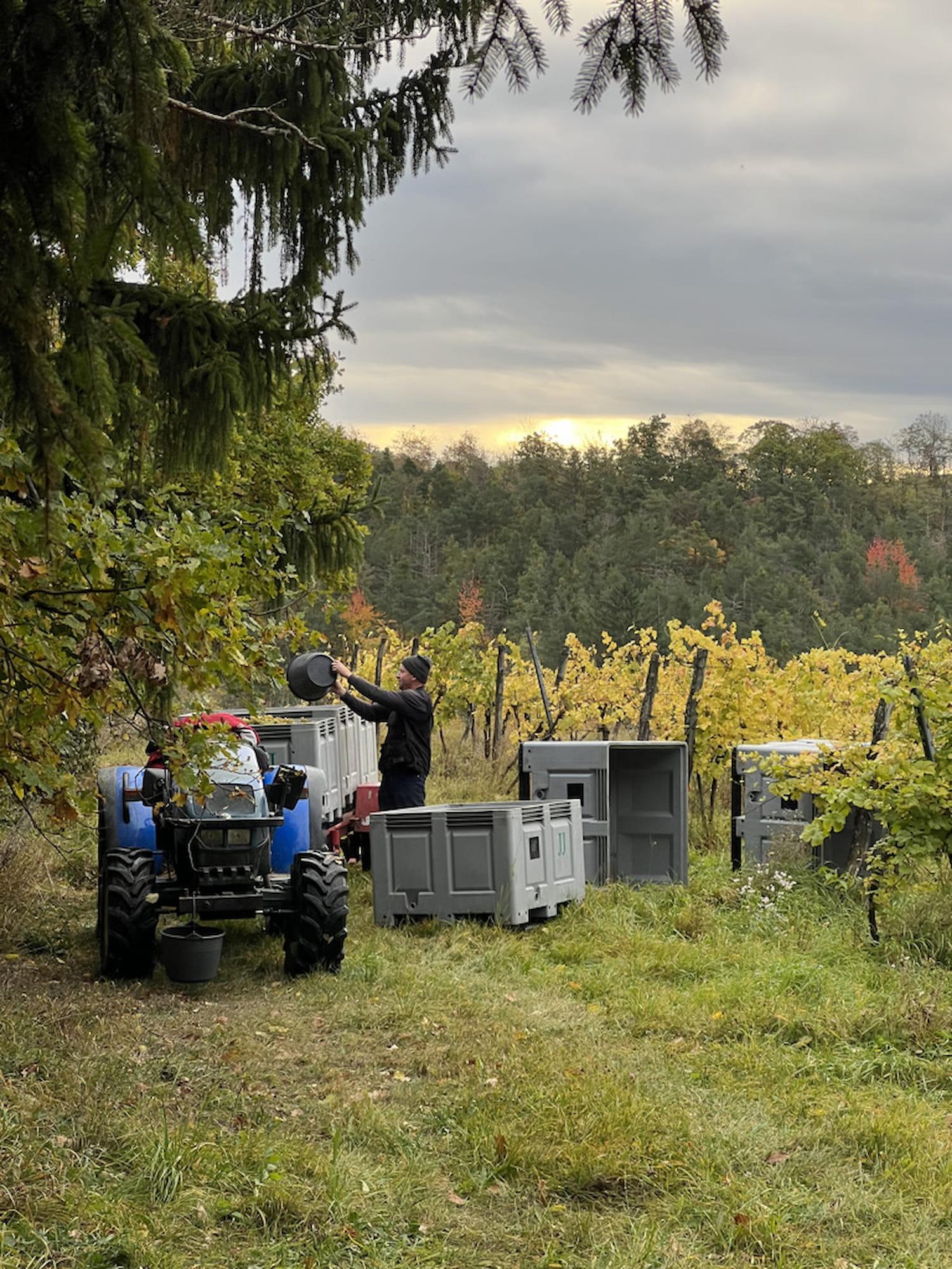 Kamptal Kollektiv - Newcomer Wines