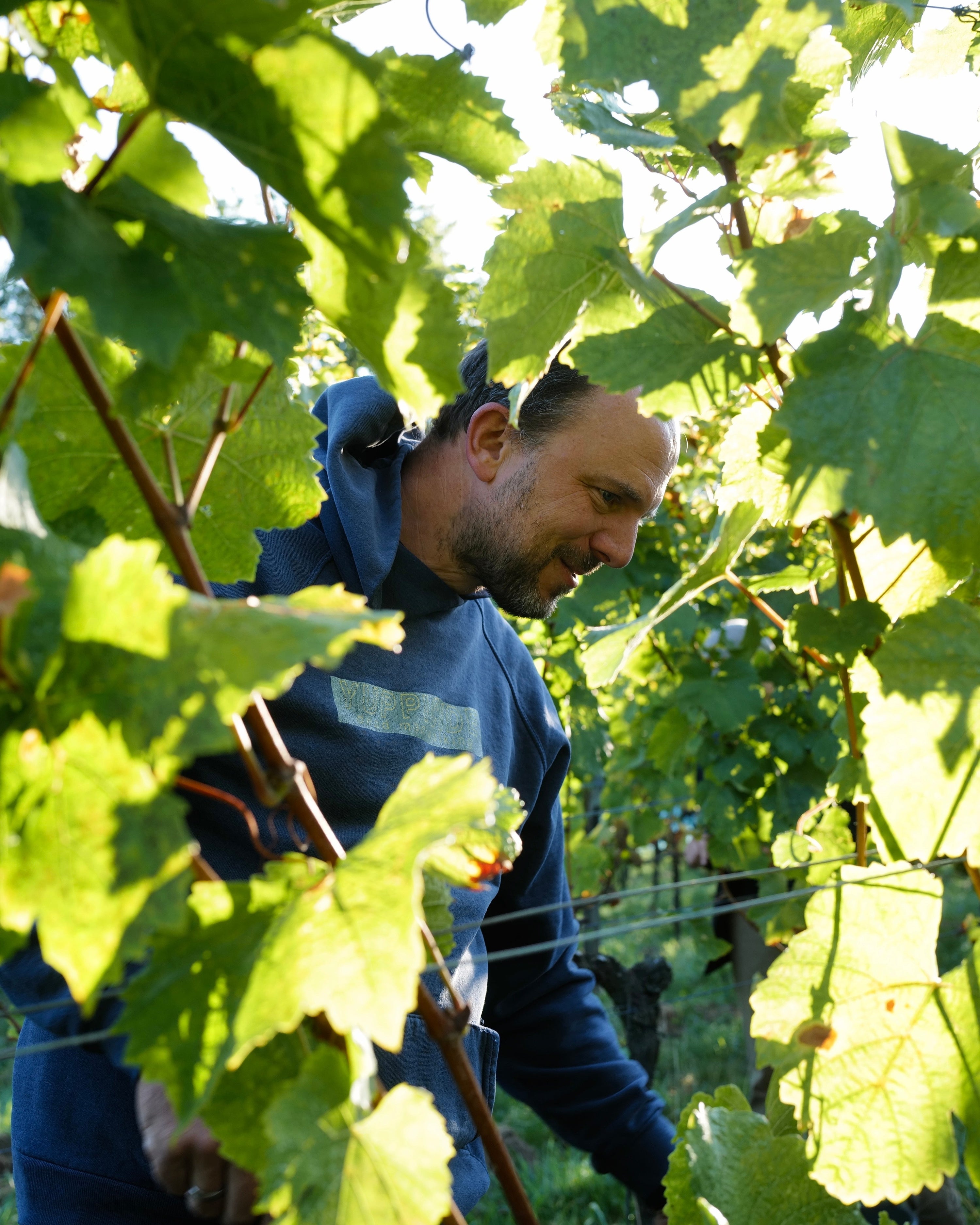 Odinstal - Newcomer Wines