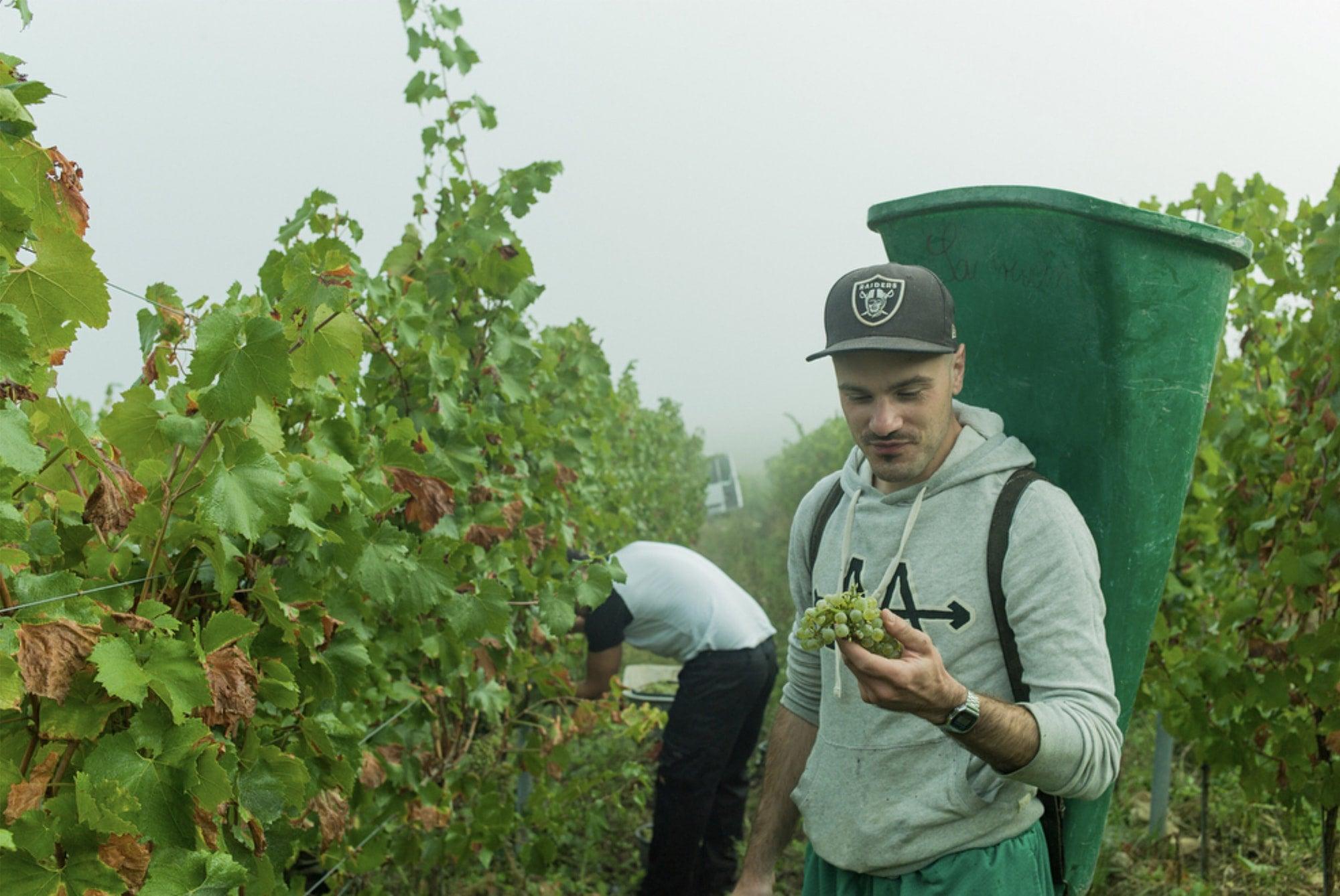 Jonas Dostert - Newcomer Wines