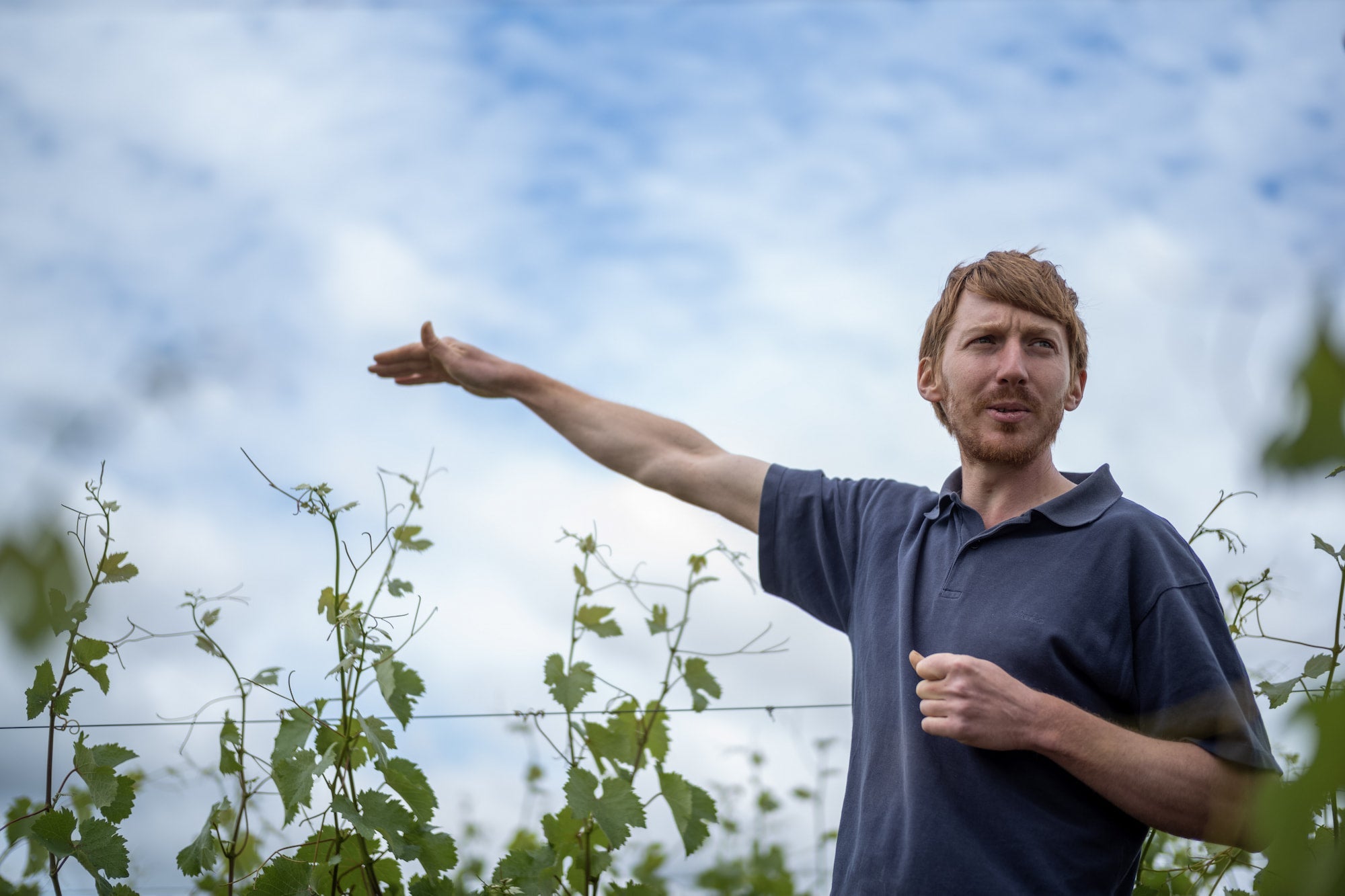 Pierre Ménard - Newcomer Wines