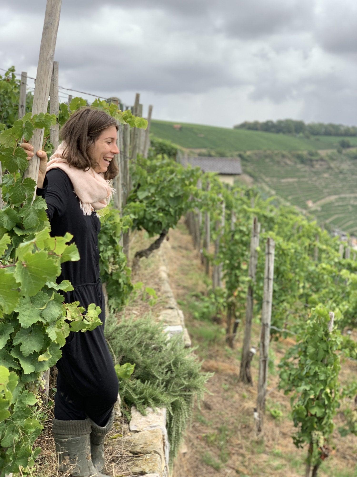 Roterfaden - Newcomer Wines