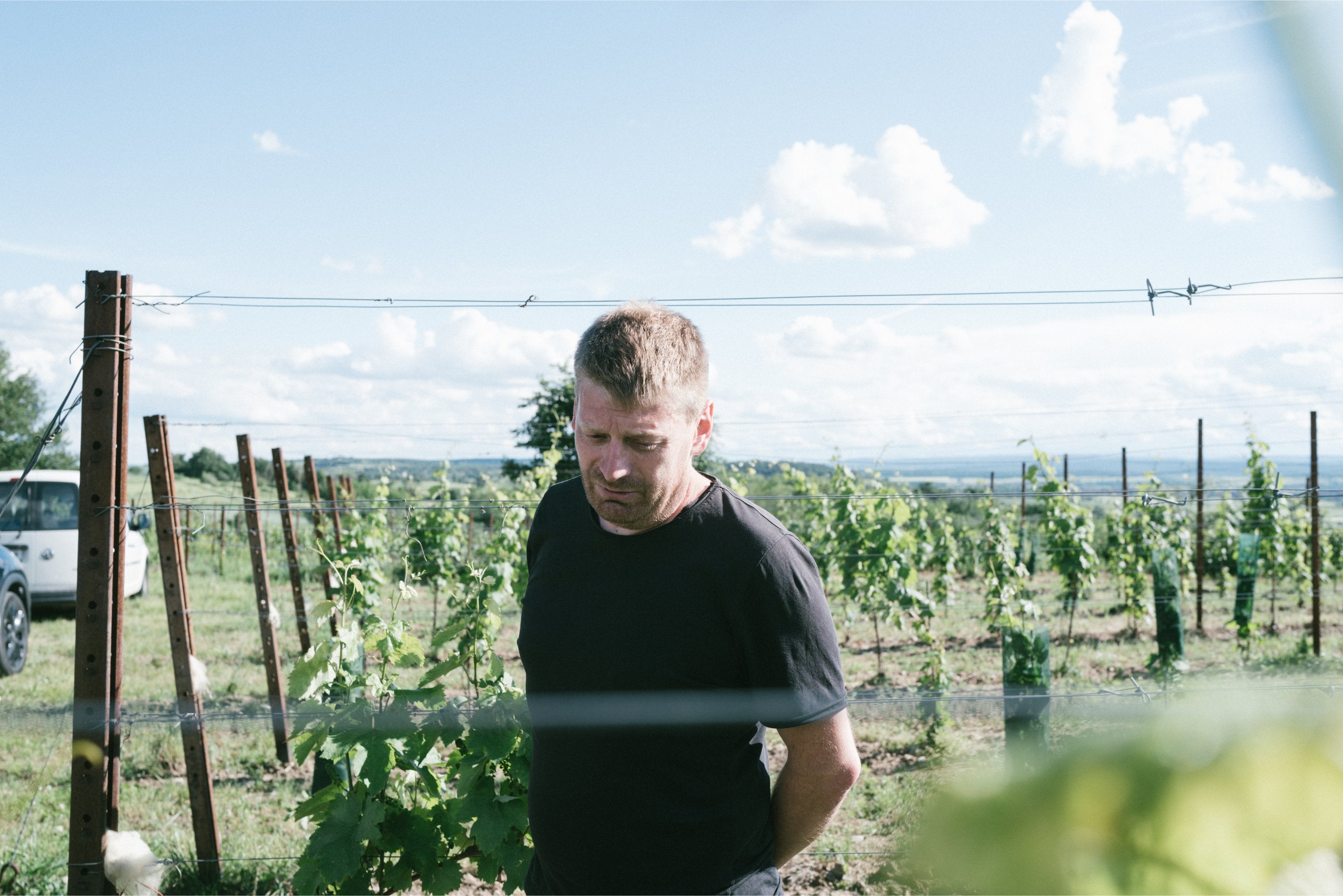 Hannes Schuster - Newcomer Wines