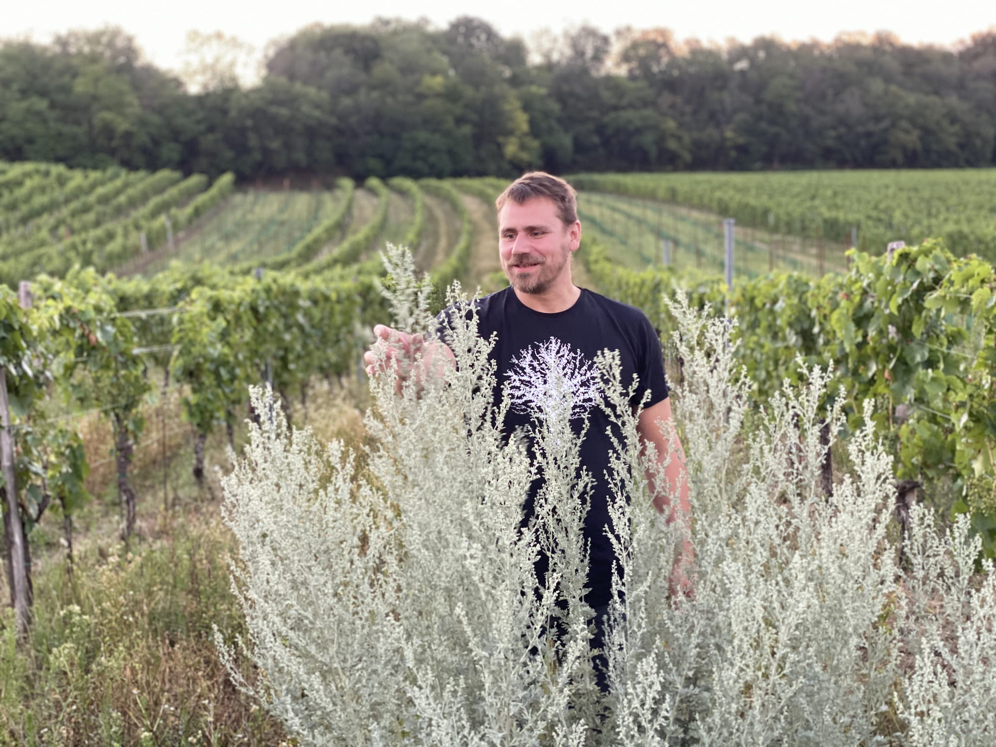 Markus Altenburger - Newcomer Wines